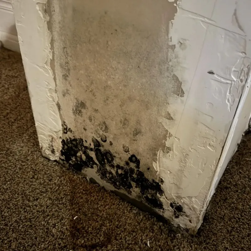 Professional Mold Removal in Liberty Hill, TX